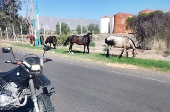 Hallan al menos cinco caballos sueltos en una zona muy transitada de Pocito y la dueña será multada