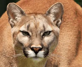 Pumas en zonas urbanas: por qué aparecen y cómo actuar ante un encuentro