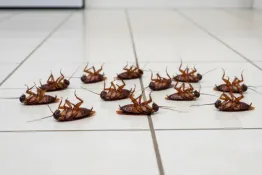 Barata, simple y efectiva: la mezcla casera que ahuyenta insectos sin químicos