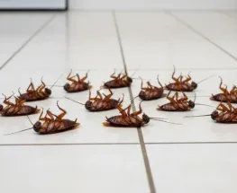 Barata, simple y efectiva: la mezcla casera que ahuyenta insectos sin químicos