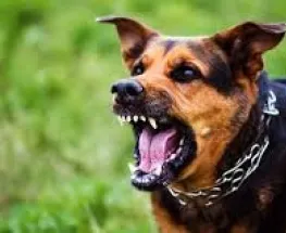 Perros sueltos y ataques reiterados: un nene de 6 años fue mordido en la calle