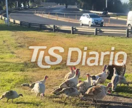 Pavos sueltos en Circunvalación y Acceso Este activan una investigación en Santa Lucía