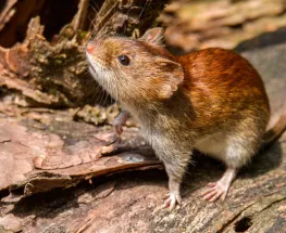 El hantavirus suma 45 contagios y 33 muertes en Argentina durante 2026