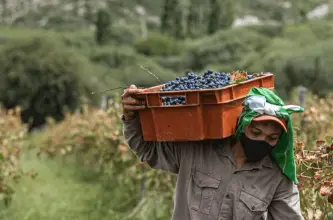 San Juan habilita nuevas líneas de crédito para productores agrícolas en Punto Pyme