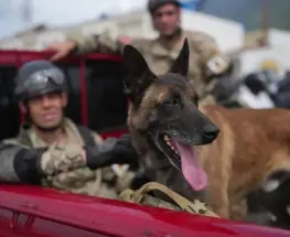 Bart, el perro argentino que protagonizó el rescate de dos niños en Venezuela