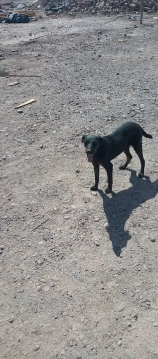 abandono de animales en asentamientos (8).jpg