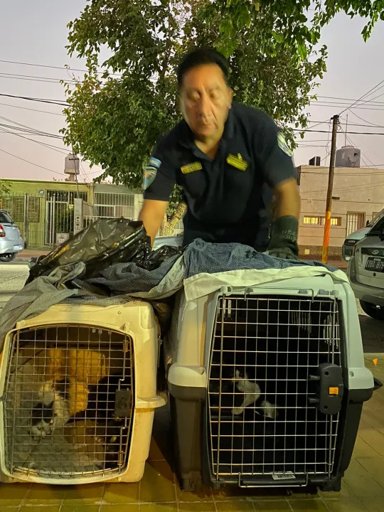 rescate perros gatos animales santa lucia