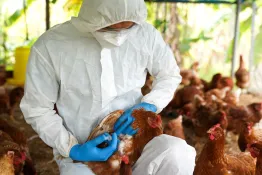 Gripe Aviar: suman 60 casos y 700 mil aves muertas 