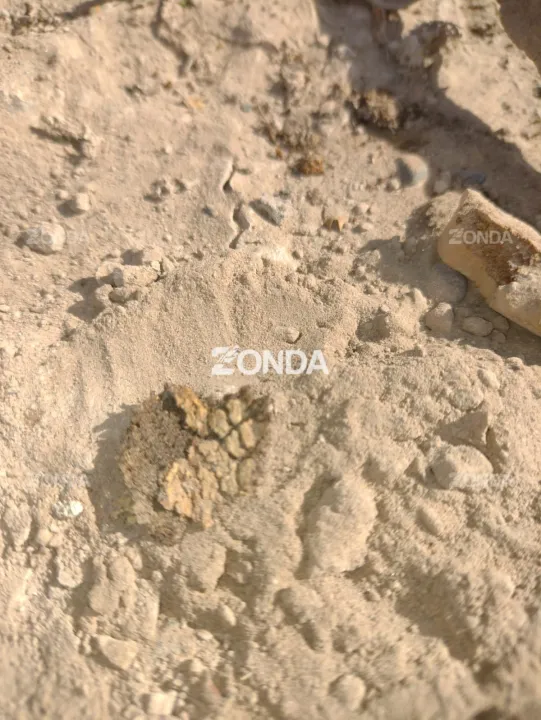 restos óseos huarpes