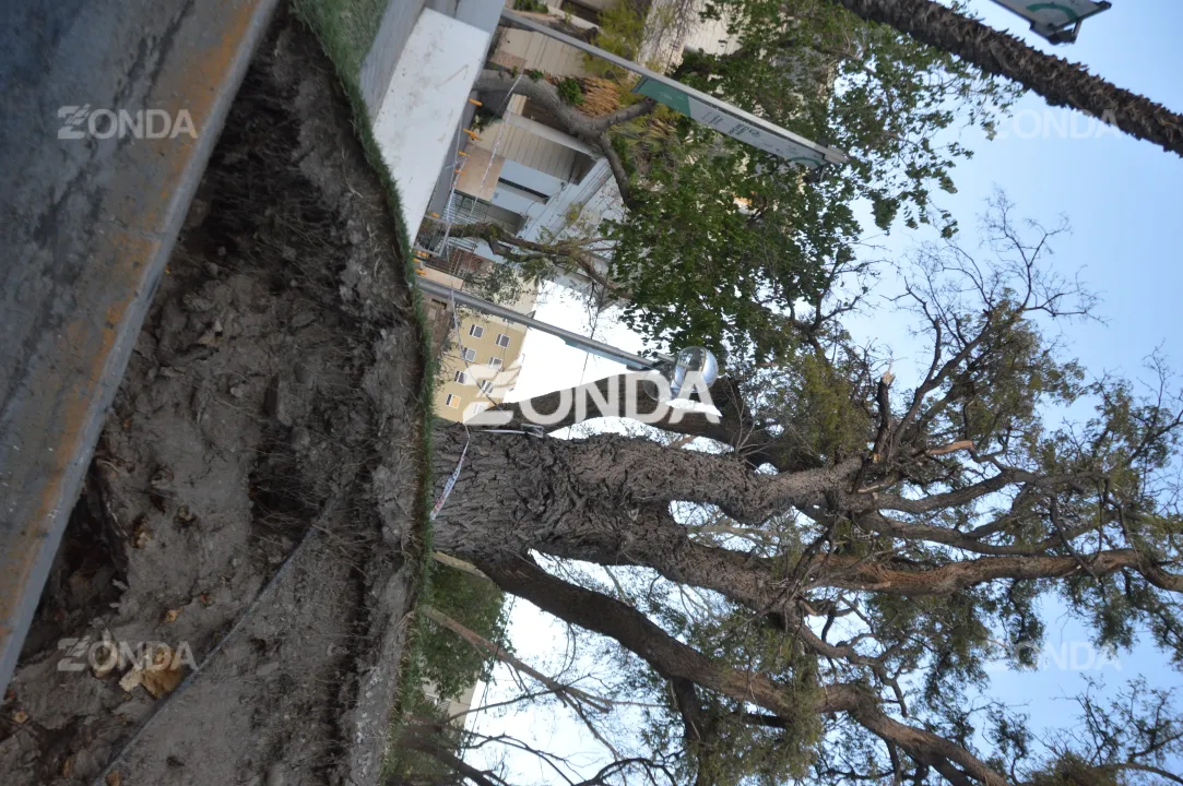 Árbol caído frente al Hospital Rawson