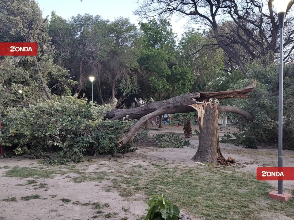 arbol caido viento zonda
