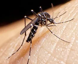 Se produjo el primer fallecimiento en el país por coinfección de dengue