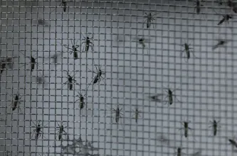 Advierten que Argentina, Brasil y Paraguay podría enfrentar "la peor temporada de dengue"