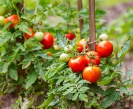 Investigan un robo de casi dos millones de pesos en tomate