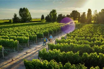 Coninagro registró nueve actividades en rojo y la vitivinicultura sigue entre las más afectadas