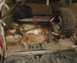 Secuestran arma y fauna faenada tras la detención de tres hombres en ruta 149