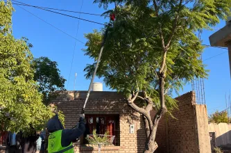 Rivadavia afina el operativo de poda y marca pautas para vecinos y frentistas