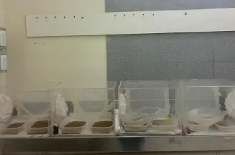 San Juan incorporó material genético para reforzar el combate contra la Mosca de los Frutos