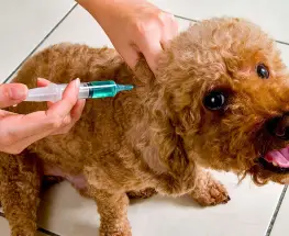 Capital realizará una jornada gratuita de vacunación antirrábica para mascotas