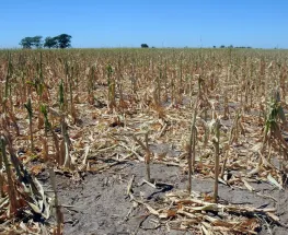 El Gobierno declara la emergencia agropecuaria en tres provincias por la sequía
