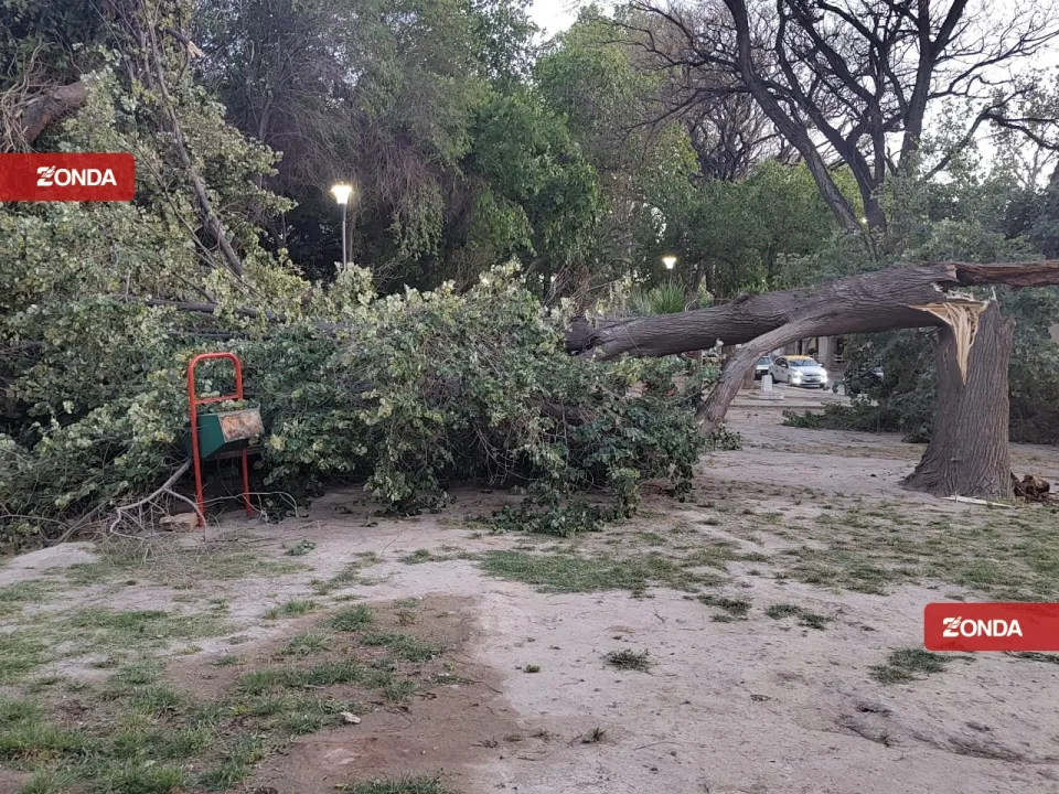 arbol caido viento zonda