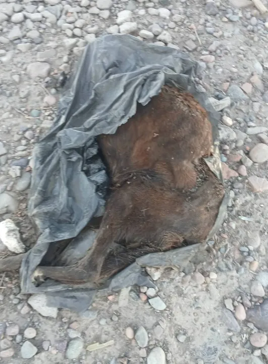 490104499_1894717071266357_1048464987179364920_n - copia.jpg