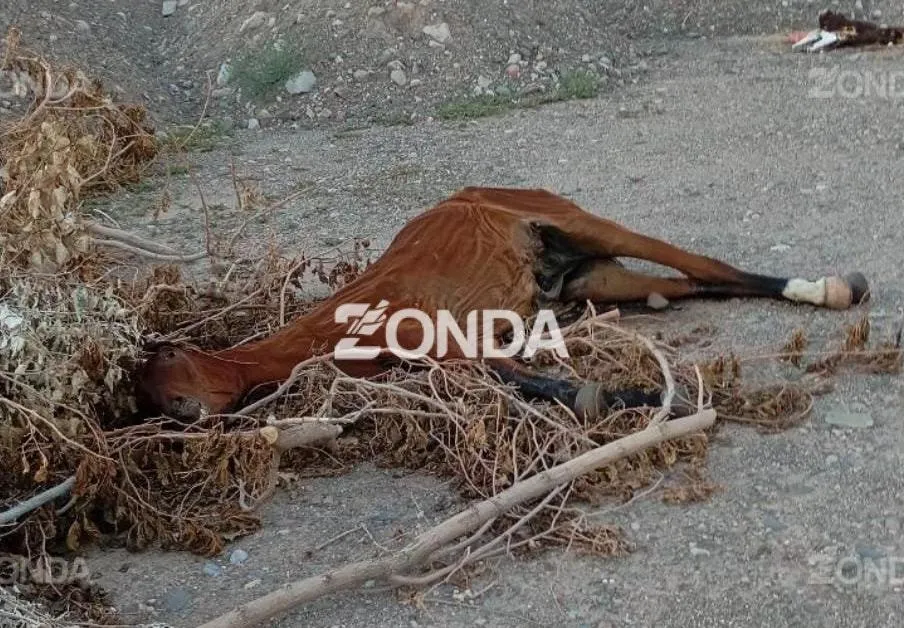 caballo faenado copy