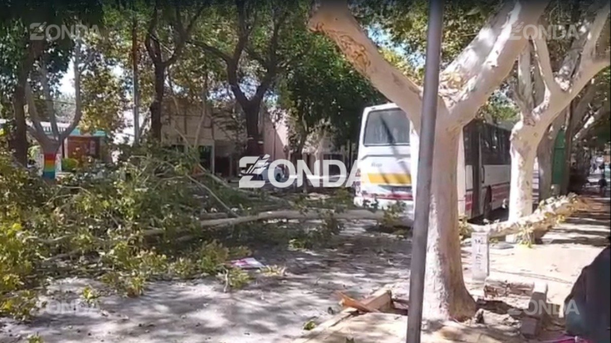 Choque entre colectivo de RedTulum y automóvil provoca caída de árbol en avenida Córdoba
