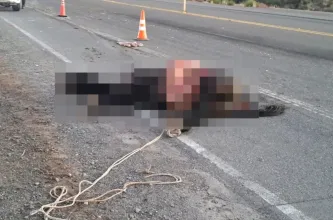 Una combi impactó contra un caballo en la Ruta 40