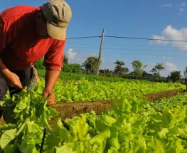 San Juan reforzó medidas de apoyo para productores hortícolas tras contingencias climáticas