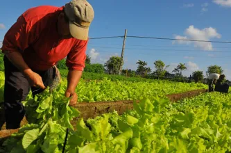 San Juan reforzó medidas de apoyo para productores hortícolas tras contingencias climáticas