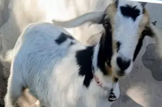 Buscan a una cabra llamada Chivi en el límite entre Rawson y Pocito y ofrecen recompensa